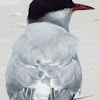 Common Tern