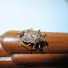 Shield Bug