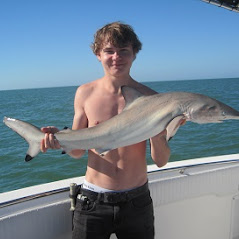 43-inch blacktip shark released