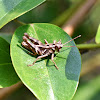 Grasshopper