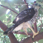 Crested Goshawk