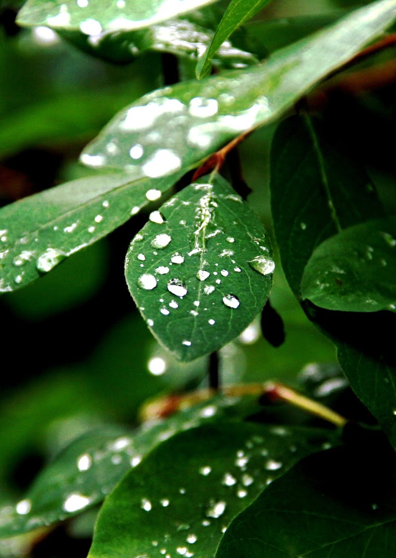 Green leaf di PhotoBySaraPesucci