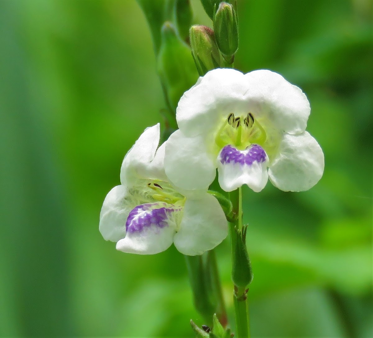 Chinese Violet