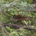 Barred antshrike