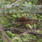 Barred antshrike