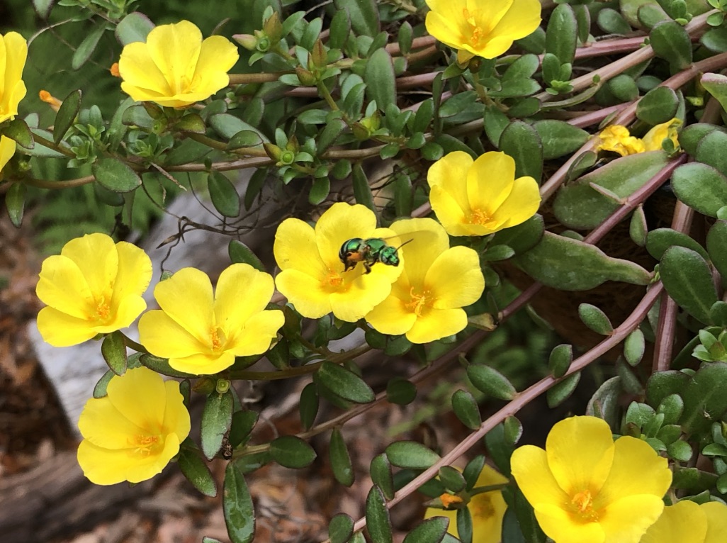 Metallic Sweat Bee