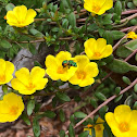 Metallic Sweat Bee