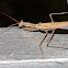 Brown Praying Mantis