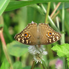 Lemon Pansy