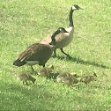 Canada goose