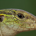 Six-Lined Racerunner