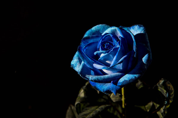 Una rosa blu di Andrea Calò