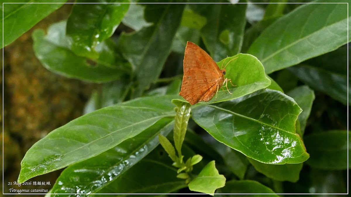 Tetragonus catamitus 隠錨紋蛾