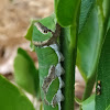 Citrus Swallowtail butterfly caterpillar