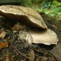 Button Mushroom/Gekweekte champignon