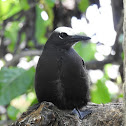 Black Noddy