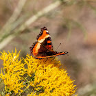 Milbert's Tortoiseshell