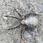 Banded Garden Spider