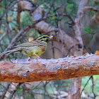 Cirl Bunting; Escribano soteño