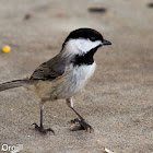 Carolina Chickadee