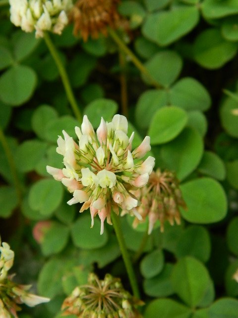 White clover (Λευκό τριφύλλι)