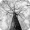 Tree Branches Chrome extension download