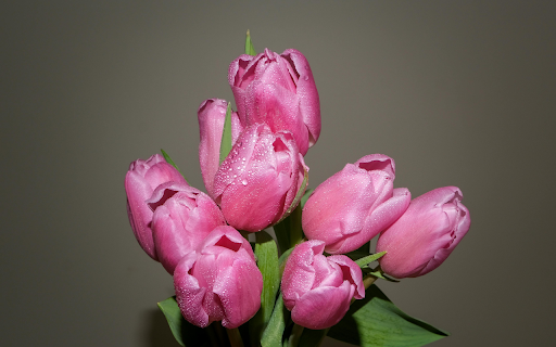 tulips screenshot 1