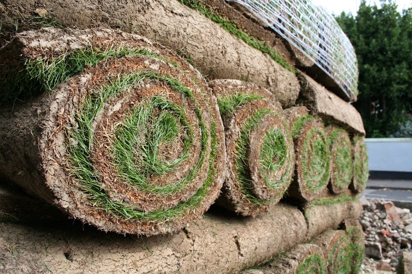 Trawnik z rolki pozwala osiągnąć oczekiwany efekt w szybkim tempie