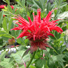 Bee balm