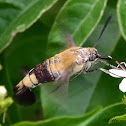 Oriental Bee Hawk Moth