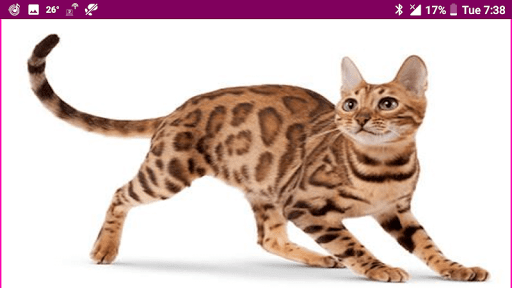 Learn Tamil Wildlife and Body Parts Names