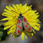 Slender Burnet/Slender Scotch Burnet