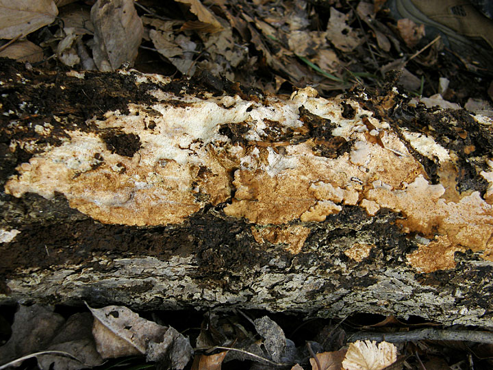 Ochre Spreading Tooth