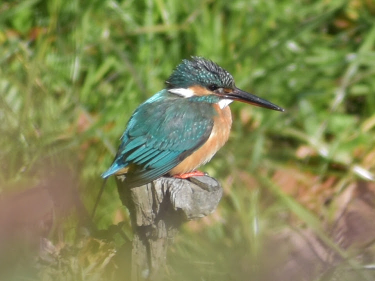 フェアレディZの野鳥・カワセミ・セグロセキレイ・ジョウビタキに関するカスタム事例の投稿画像4枚目