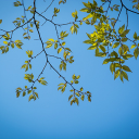 Green tree branches