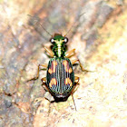 Arboreal Ground beetle