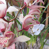 Geometrid Moth on Orchid