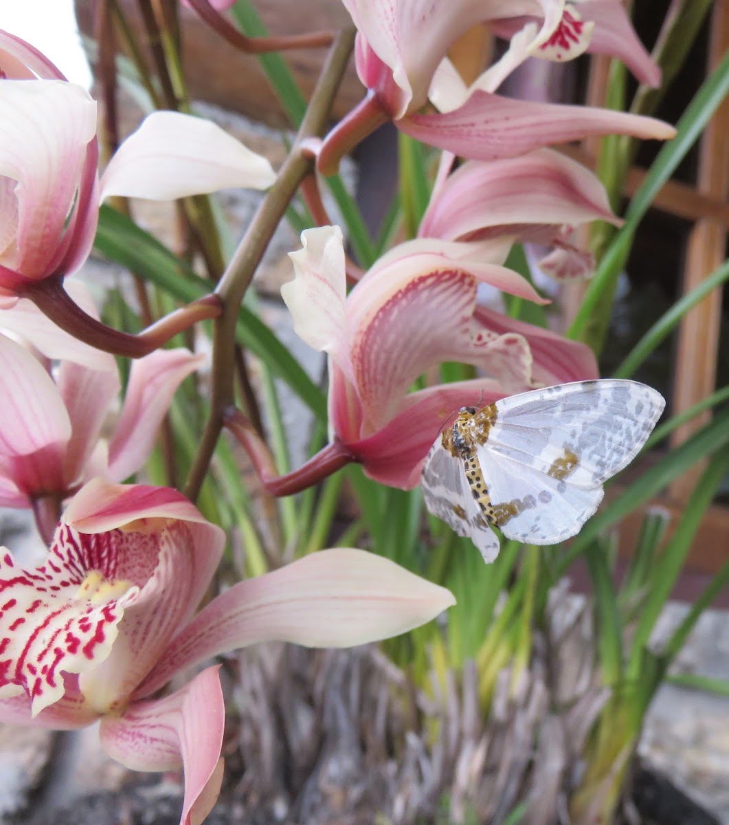 Geometrid Moth on Orchid