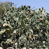 Mission Prickly-Pear