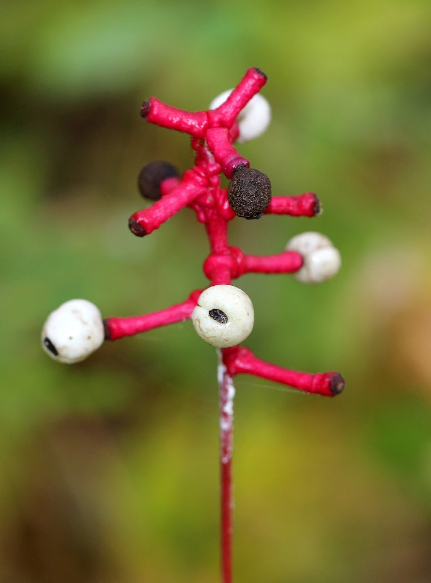 White Baneberry