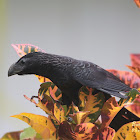 Groove-billed Ani