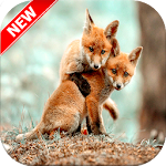 Cover Image of Herunterladen Baby Fox Wallpaper 🦊 1.1 APK