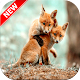 Download Baby Fox Wallpaper For PC Windows and Mac 1.1