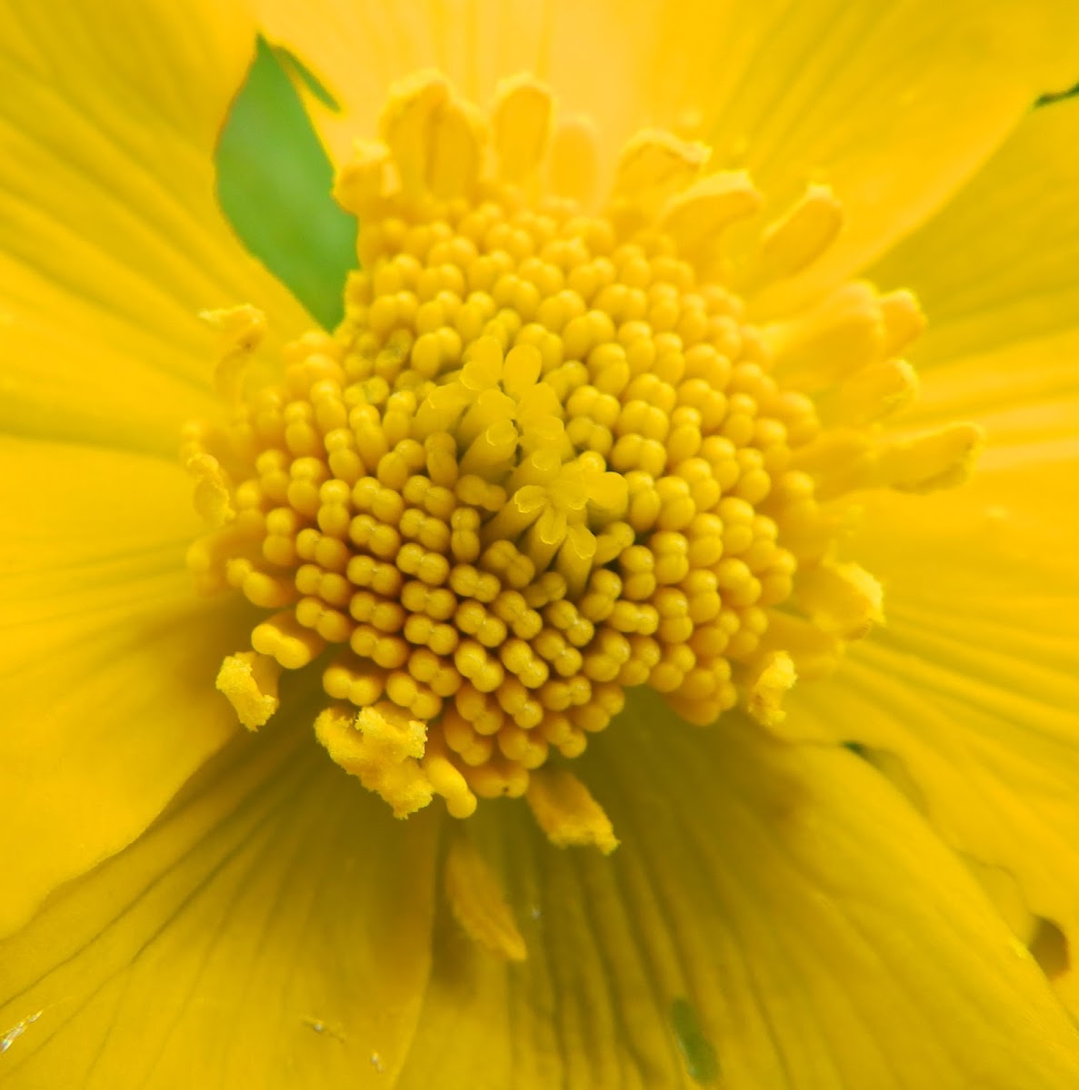 Marsh-marigold