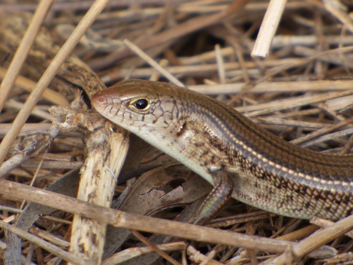 Bar-shouldered Ctenotus