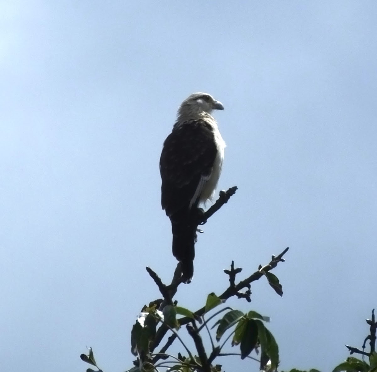 Yellow-headed Caracara