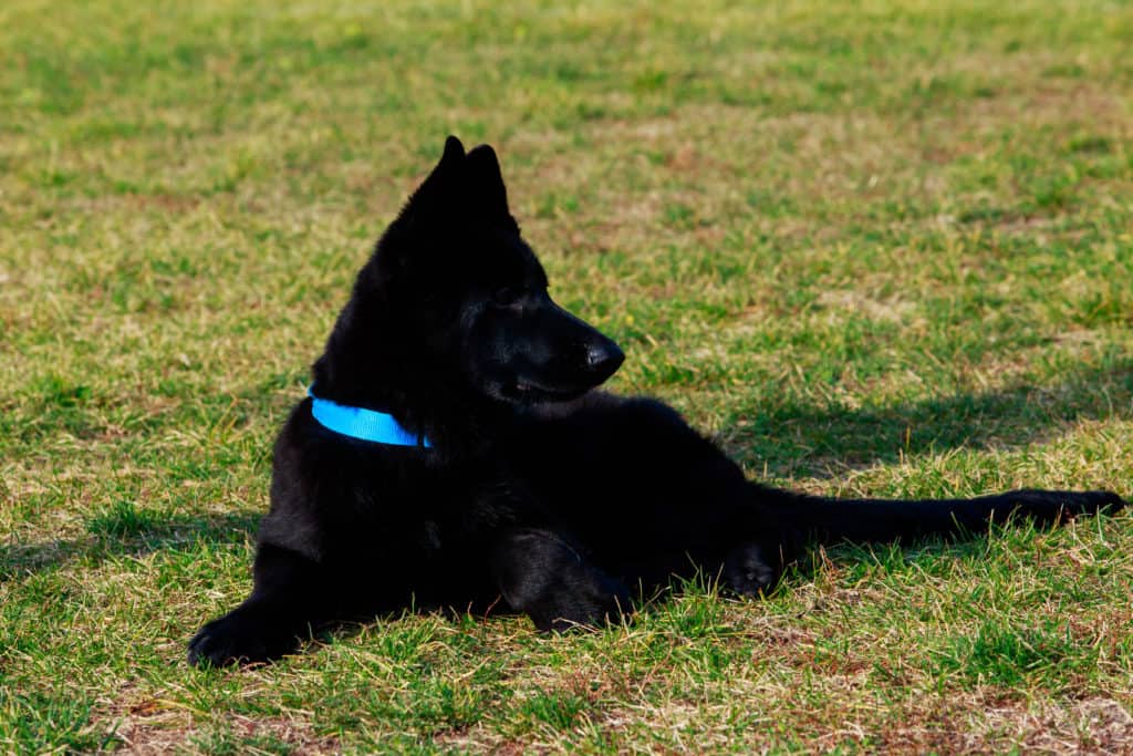 Gsd negro cachorro collar azul en pasto