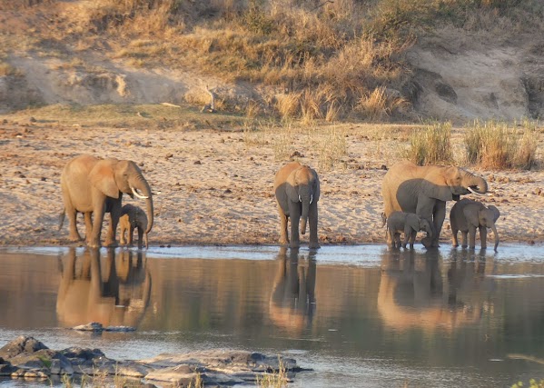 SUDÁFRICA, DOS SEMANAS POR EL KRUGER Y LA COSTA SUR - Blogs de Sudáfrica - KRUGER DÍA 1: DE CROCODILE BRIDGE A LOWER SABIE (6)