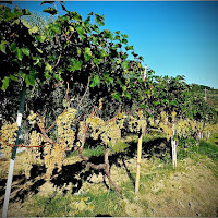 La Vendemmia di 