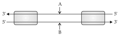 Transcription: Synthesis of RNA